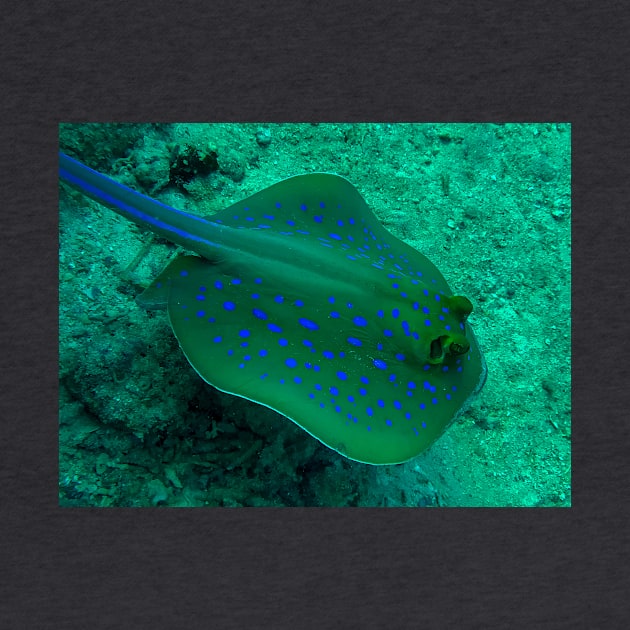 Blue spotted stingray by likbatonboot